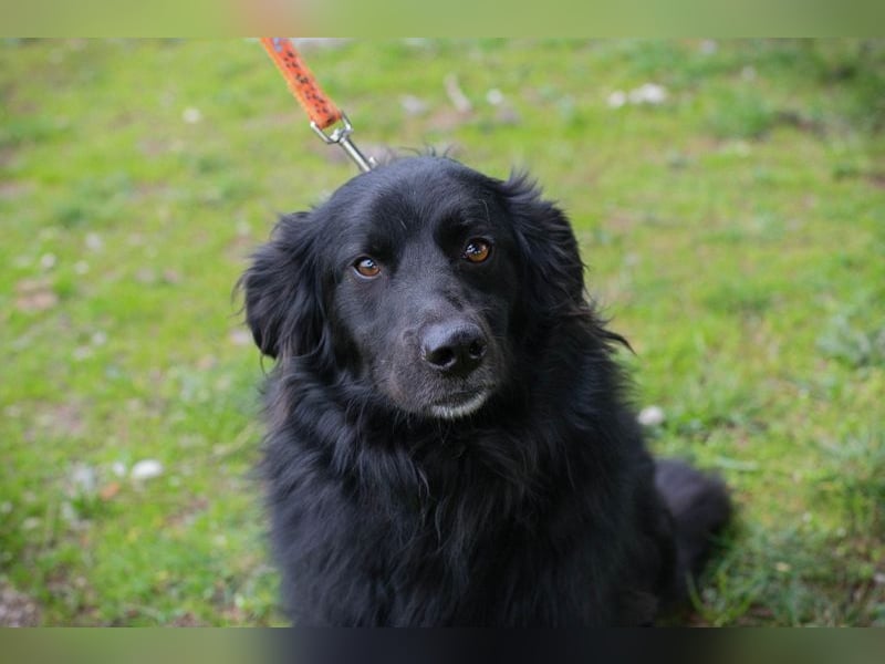 BELLA - ich möchte so gerne eine richtige Familienhündin sein...