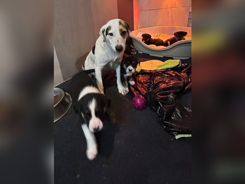 Welpe TAMME - der süße Rüde freut sich auf tolle Abenteuer mit seiner Familie!