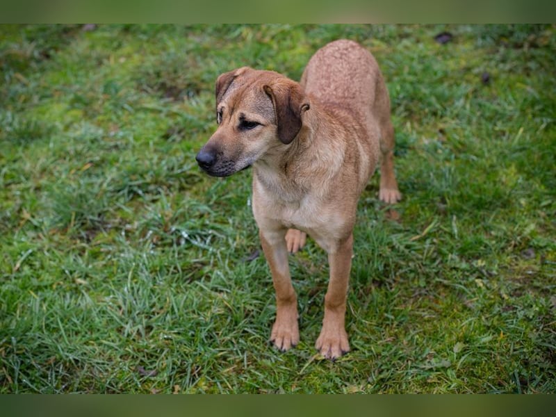 Name: Chip-Nr. 264447 - die muntere und aktive Hündin sucht ein liebevolles Für-Immer Zuhause