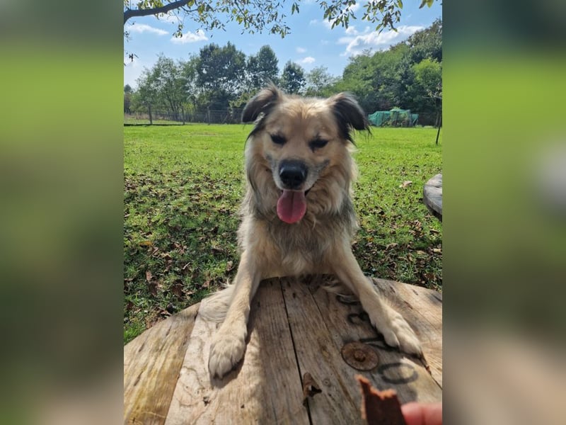 NERO - schenkst du mir dein Herz und ein Zuhause für immer?