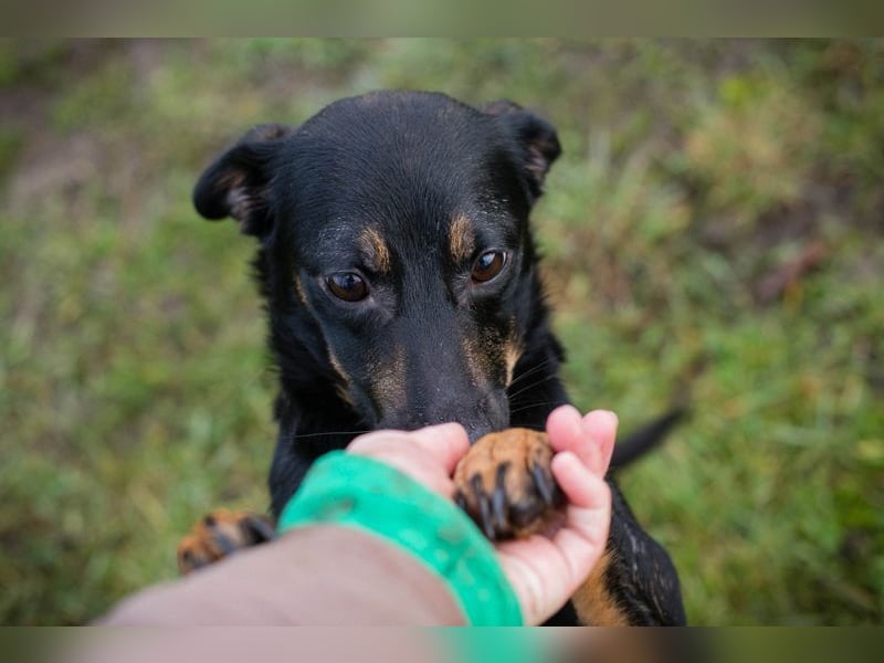 MELIKE - die liebebedürftige, brave Maus sucht ein liebevolles Für-Immer Zuhause!