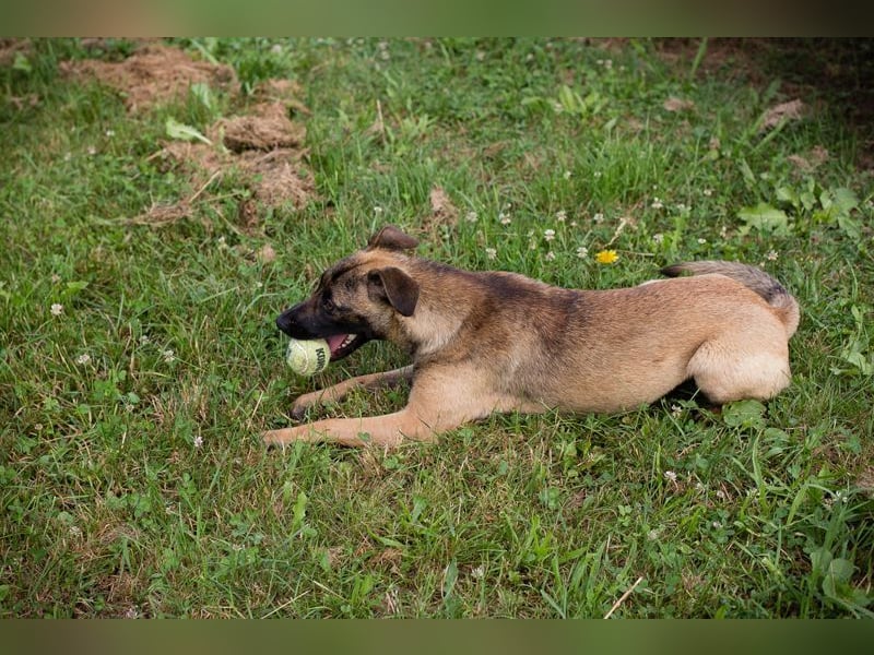 JULICA - die aktive, hübsche Hündin sucht eine unternehmungslustige Familie