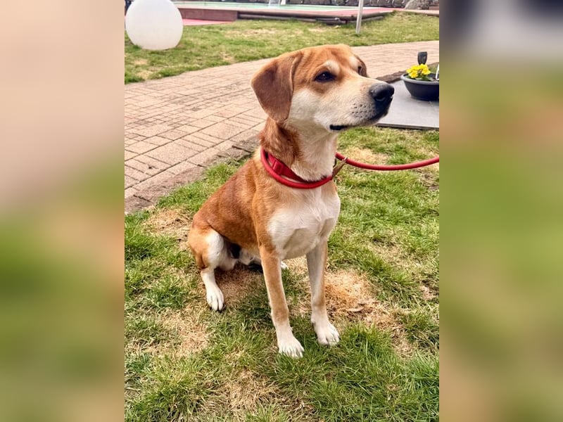 CHARLY - ich suche ein hundeerfahrenes Zuhause - am liebsten ohne kleine Kinder!