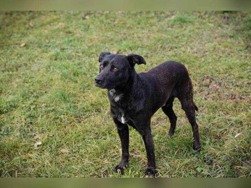 FRITZI - black is beautiful - wer schenkt dem hübschen Jungen ein tolles Zuhause?