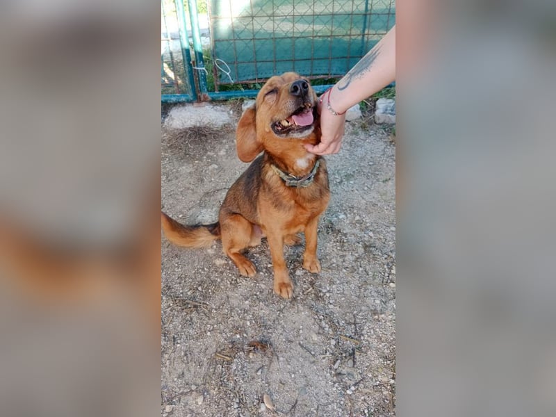 BAILEY - wer zeigt dem fröhlichen, dankbaren Rüden, wie schön ein Hundeleben sein kann?