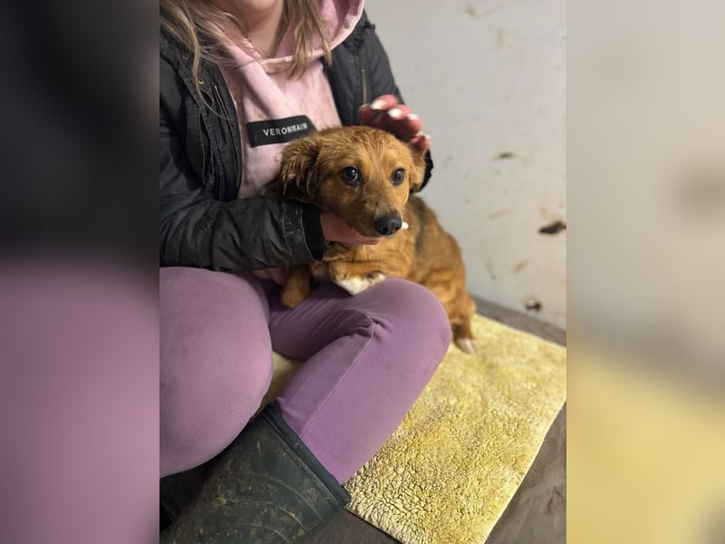 JARAH - welche einfühlsame Familie zeigt der schüchternen Maus, wie schön das Leben sein kann?