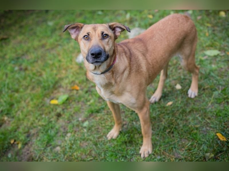 YARAH - die liebe und dankbare junge Hündin träumt von einem liebevollen Zuhause