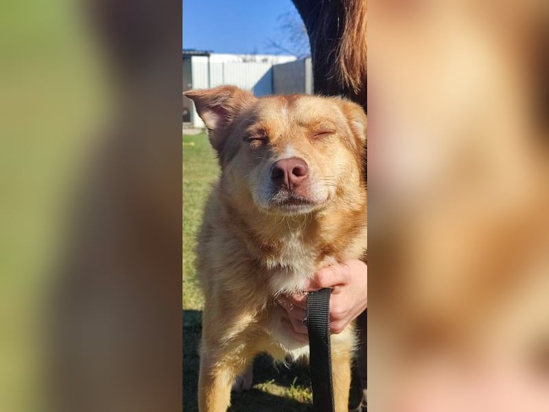 SHIREEN - die neugierige, aktive Hündin möchte mit ihren Menschen die Welt entdecken!