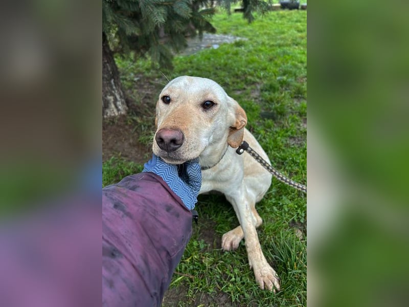 DESIREE - wer schenkt der schüchternen Maus Liebe, Geduld und Sicherheit?