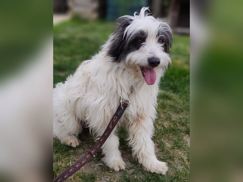 JAKE - der Süße ist noch etwas unsicher und vorsichtig. Er benötigt Geduld und Einfühlungsvermögen