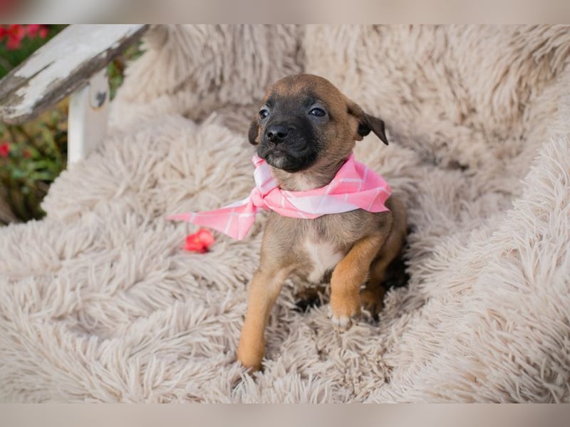 Welpe LONI - die kleine Maus bringt eine ganze Menge Leben und Frohsinn in ihr Zuhause!