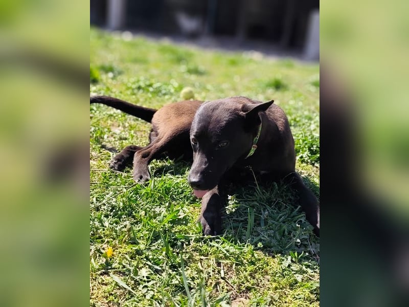 Internes Kennzeichen 25L - für diese aktive Junghündin suchen wir eine unternehmungslustige Familie!