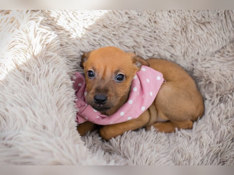 Welpe Chip-Nr. 271864 - ich träume von einem liebevollen Für-Immer Zuhause!