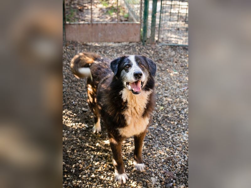 AJANI - der verspielte, hübsche Rüde ist sehr sozial mit Menschen und Artgenossen