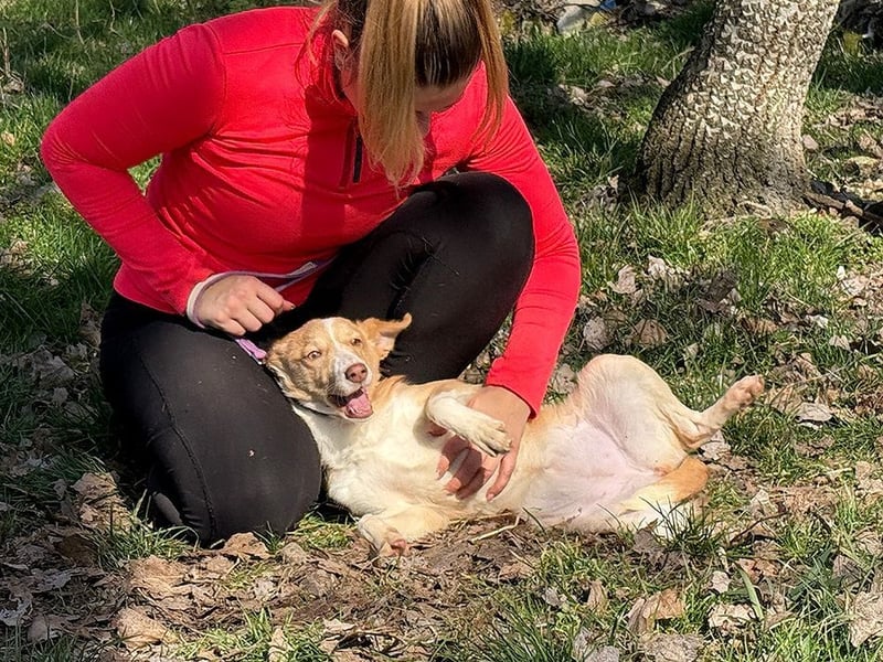 RAMONA - die gesellige und anhängliche Hündin sucht eine unternehmungslustige Familie