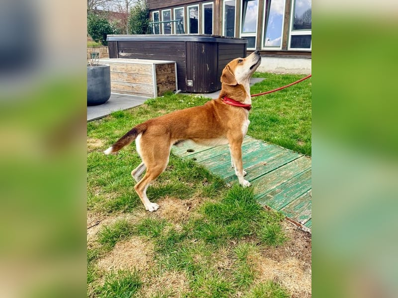 CHARLY - ich suche ein hundeerfahrenes Zuhause - am liebsten ohne kleine Kinder!