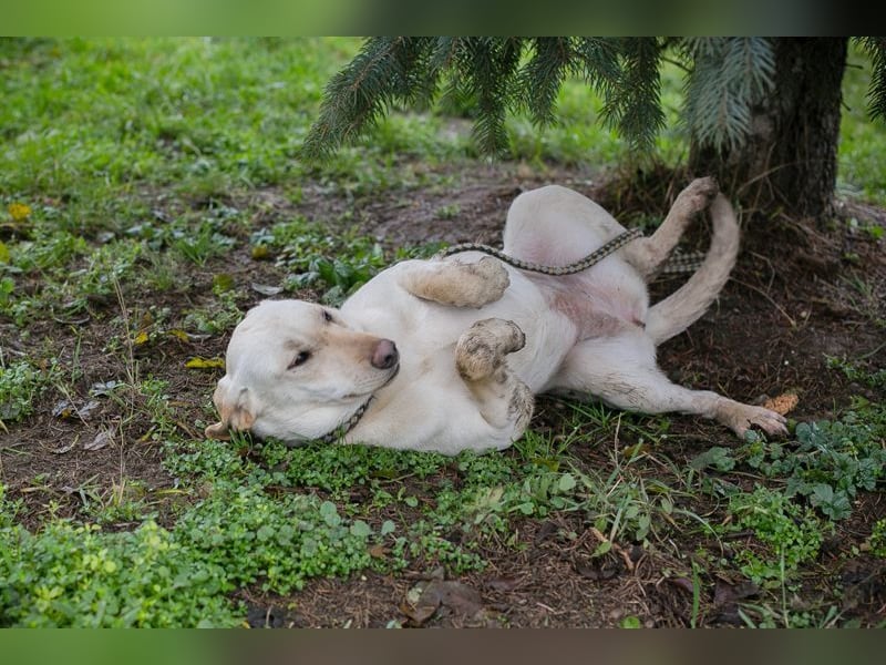 DESIREE - wer schenkt der schüchternen Maus Liebe, Geduld und Sicherheit?