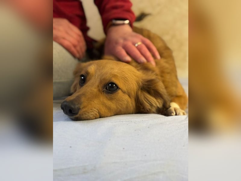 JARAH - welche einfühlsame Familie zeigt der schüchternen Maus, wie schön das Leben sein kann?