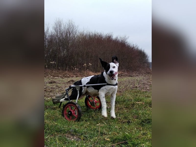 FELIX ist auf seinen Rolli stolz - er ist unabhängig und kann sich bewegen