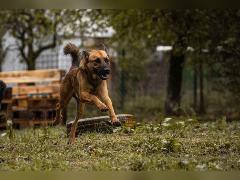 ARCHIE - der aktive, neugierige und verspielte Junghund sucht unternehmungslustige Menschen