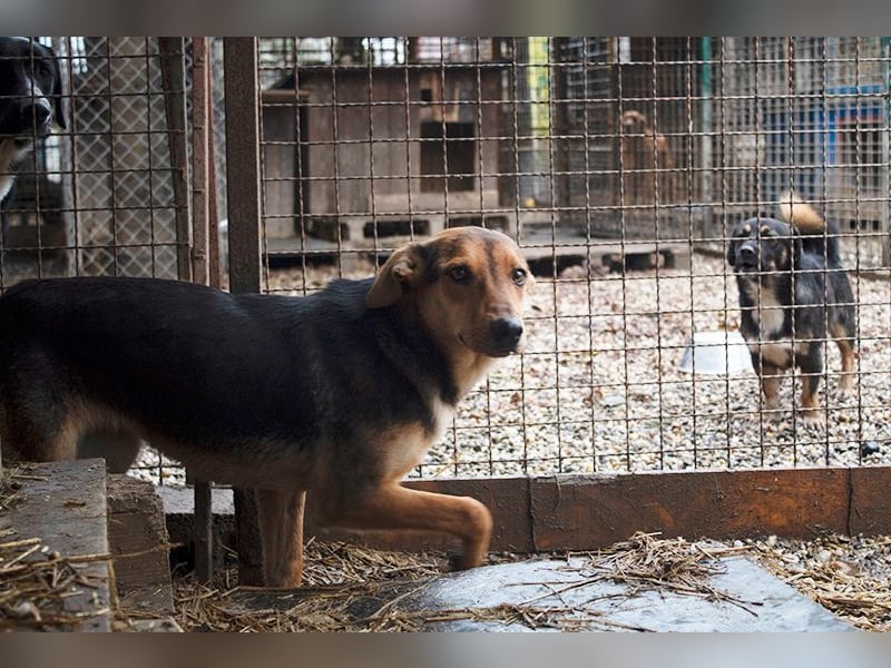 LARA - die soziale Hündin ist noch zurückhaltend und sucht hundeerfahrene Menschen