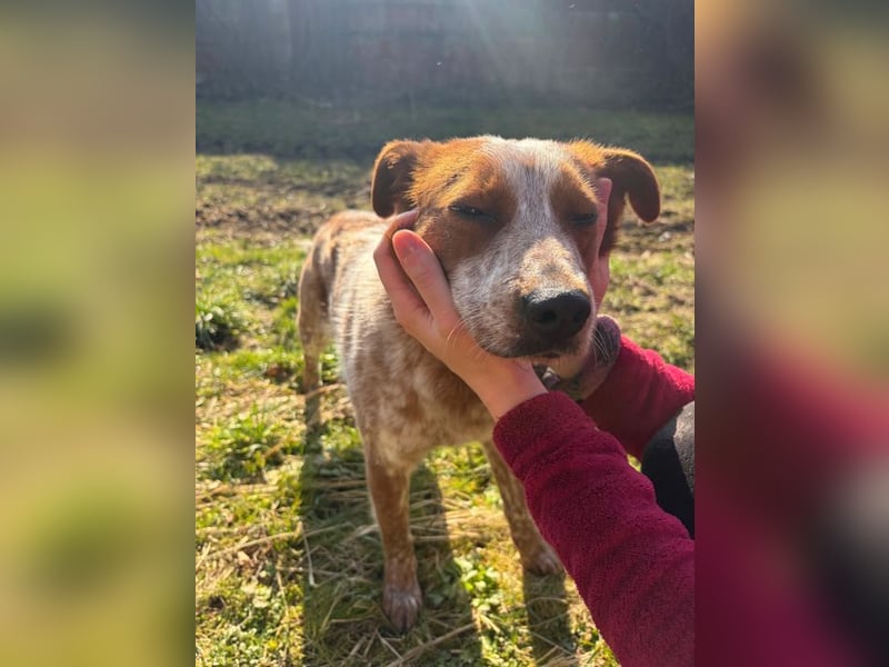 ÄNNE - schenkst du mir dein Herz und ein Zuhause - ich wäre gerne Zweithund...