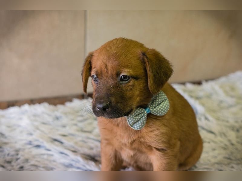 Welpe DINERO - der kleine Racker freut sich auf ein tolles Leben mit seinen Menschen!