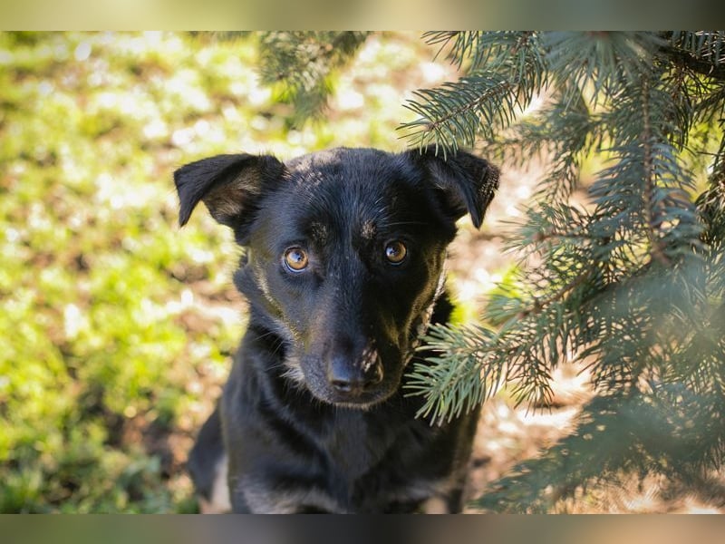 GRACE - ich freue mich auf ein tolles Leben mit meinen Menschen!