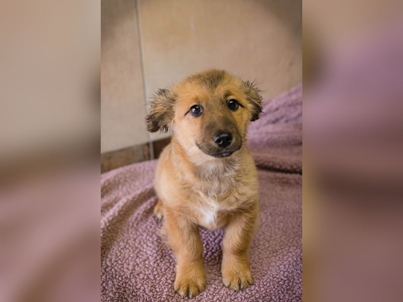 Welpe TILLY - ich suche eine Familie, die mich liebt, beschützt und nie mehr alleine lässt