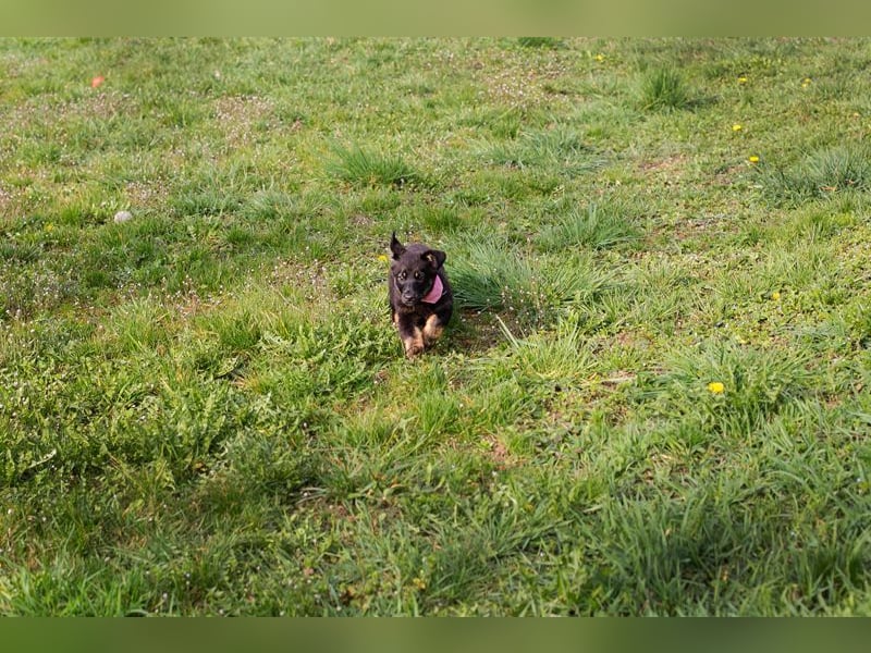 Welpe SOPHIA - das fröhliche Mädchen möchte so gern eine richtige Familienhündin sein!