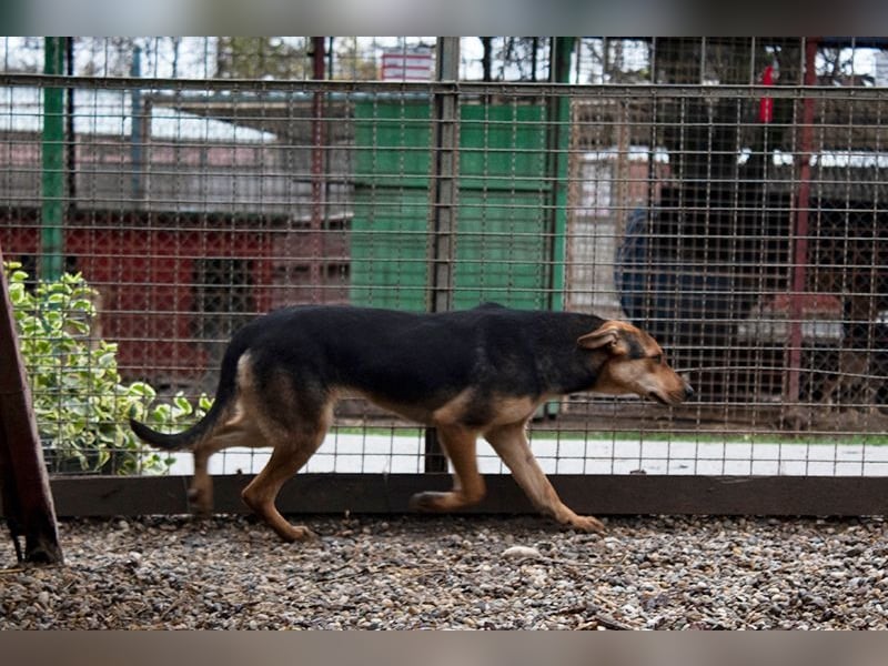 LARA - die soziale Hündin ist noch zurückhaltend und sucht hundeerfahrene Menschen
