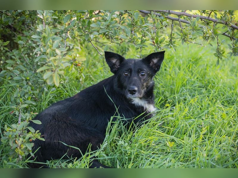 ROSIE - diese wunderbare Begleiterin sucht ein liebevolles Für-Immer Zuhause