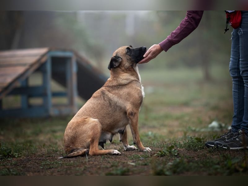 CARI - die brave und liebevolle Hündin träumt davon, ihre Familie überall hin begleiten zu dürfen