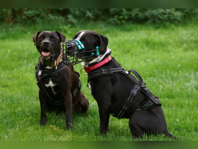 Spike - Labradormischling mit Charakter