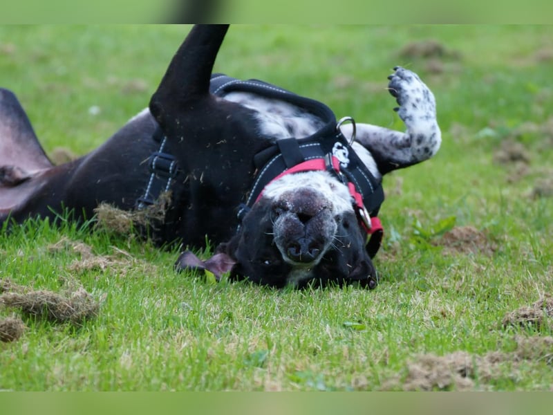 Spike - Labradormischling mit Charakter