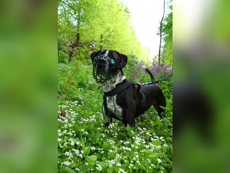 Spike - Labradormischling mit Charakter