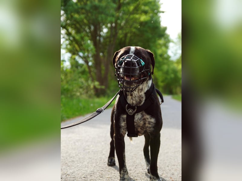 Spike - Labradormischling mit Charakter