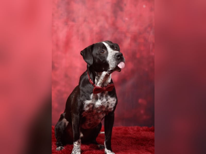 Spike - Labradormischling mit Charakter