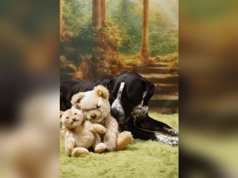 Spike - Labradormischling mit Charakter