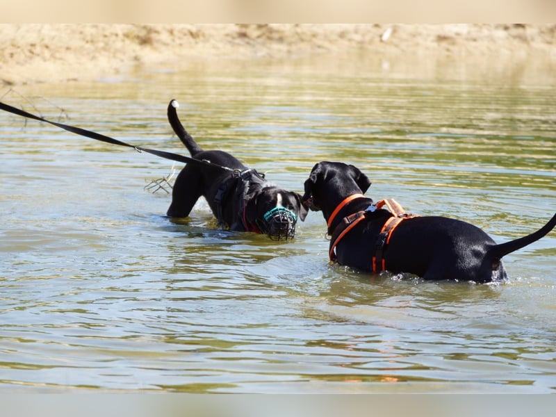 Spike - Labradormischling mit Charakter