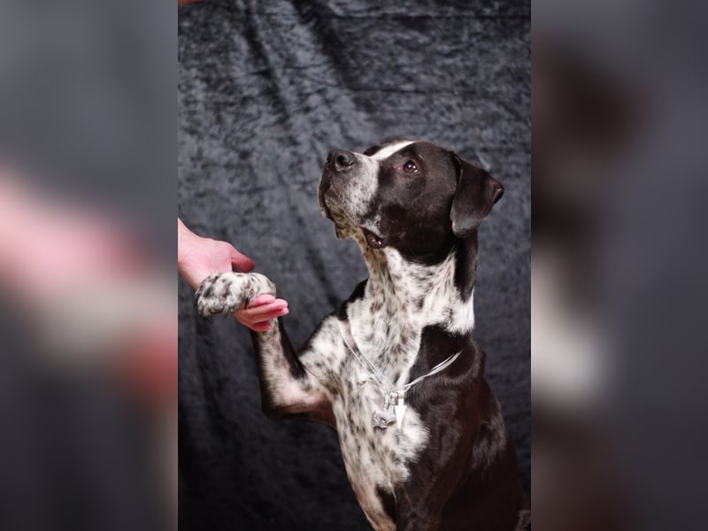 Spike - Labradormischling mit Charakter