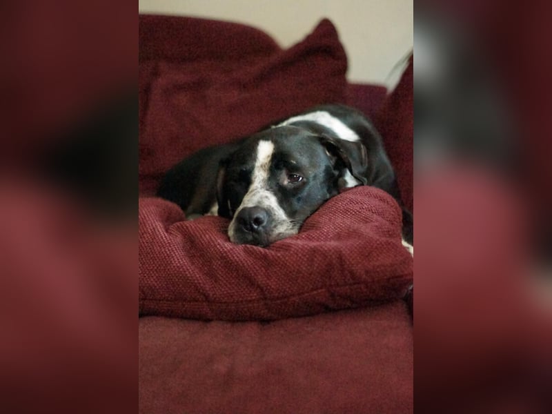 Spike - Labradormischling mit Charakter