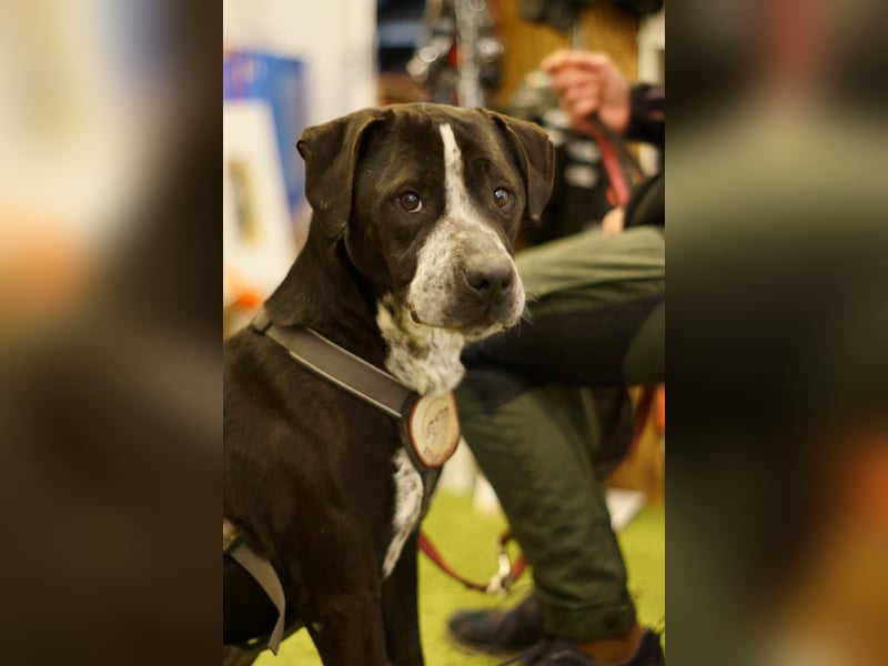 Spike - Labradormischling mit Charakter