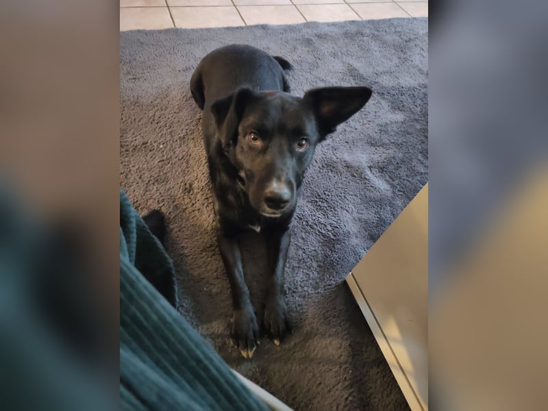 Verspielter Labradormischling