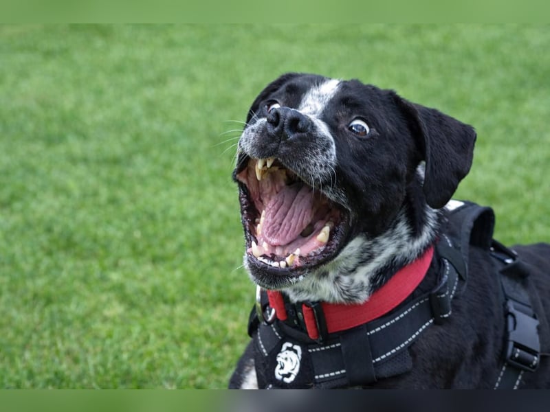 Spike - Labradormischling mit Charakter