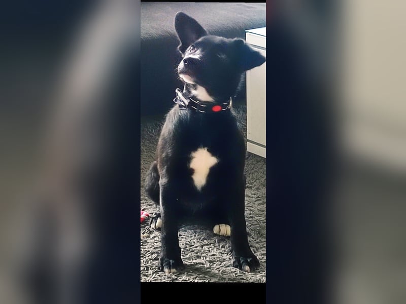 Verspielter Labradormischling