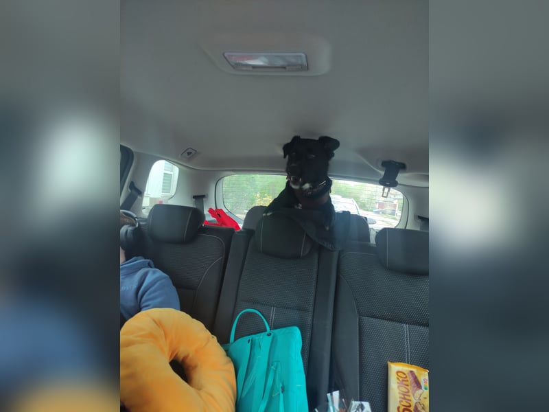 Verspielter Labradormischling
