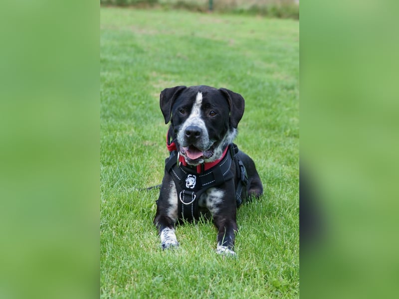 Spike - Labradormischling mit Charakter