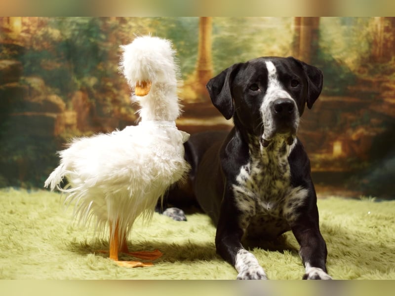 Spike - Labradormischling mit Charakter