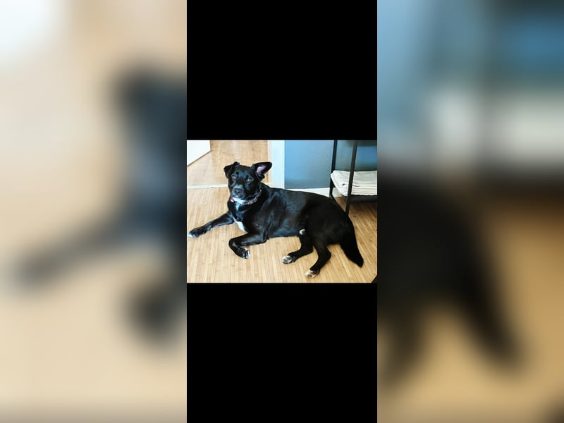 Verspielter Labradormischling